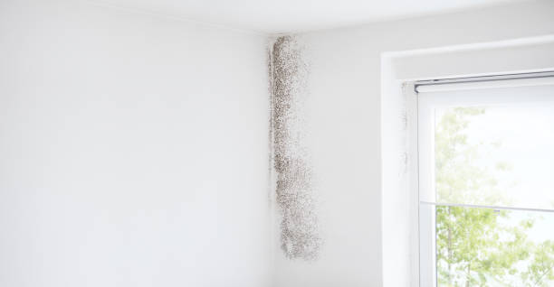 Best Commercial Mold Inspection  in Warrington, FL