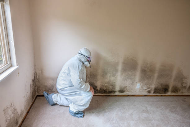 Best Residential Mold Inspection & Testing  in Warrington, FL