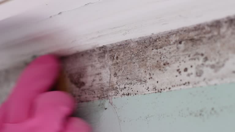 Best Mold Odor Removal Services  in Warrington, FL